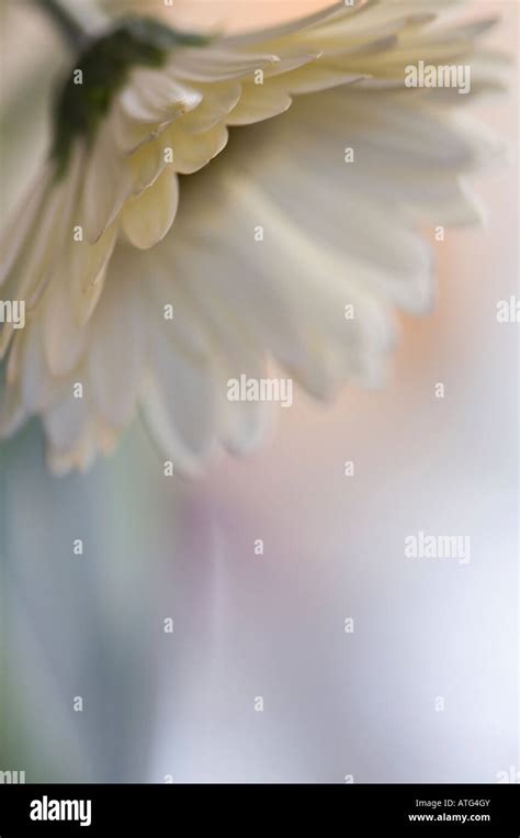 White gerbera daisy Stock Photo - Alamy