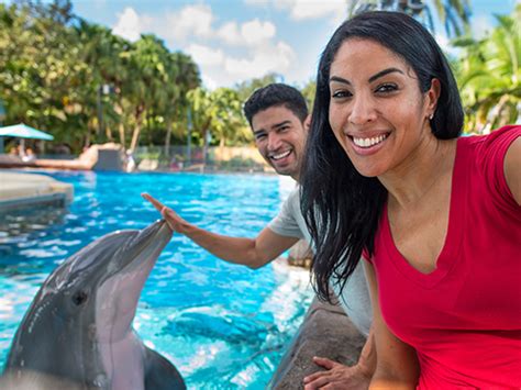 Dolphin Encounter and Interactive Dolphin Pool | SeaWorld Orlando