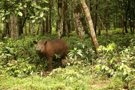 Ahli Genetika: Saatnya Mengawinkan Subspesies Badak Sumatera | Leuser ...