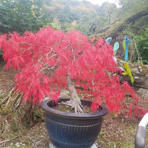 Japanese Maple Seedling Bonsai - Etsy