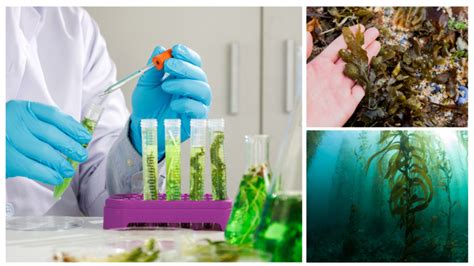 US Department of Energy Announces $18,8 Million to Advance Mixed Algae ...