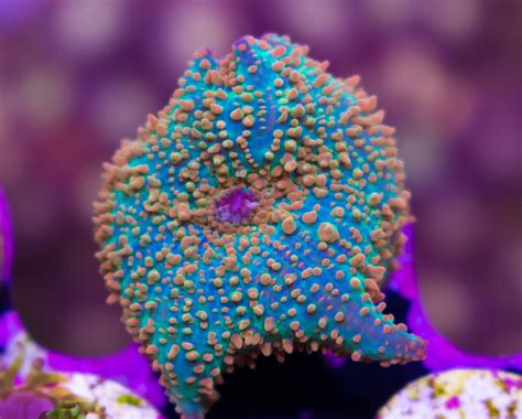 FCC Tequila Sunrise Mushroom - Frag Box Corals