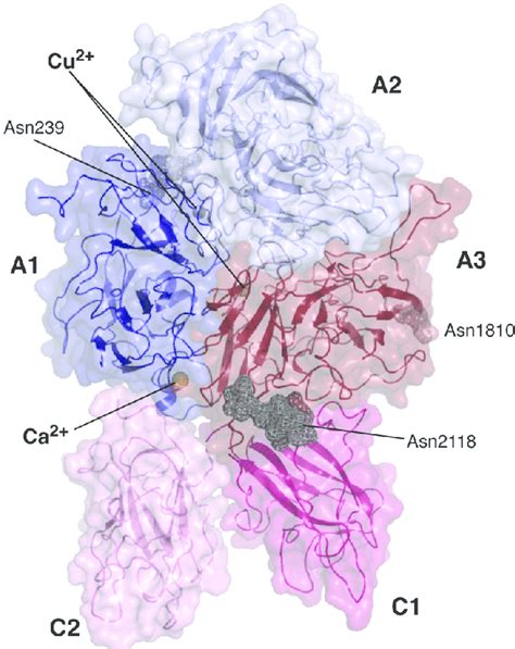 Three-dimensional structure of B domain-deleted coagulation factor VIII... | Download Scientific ...