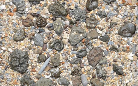 Charmouth Fossils and Fossil Hunting on the Jurassic Coast