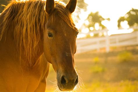 How to Stop a Horse From Bucking - PetHelpful