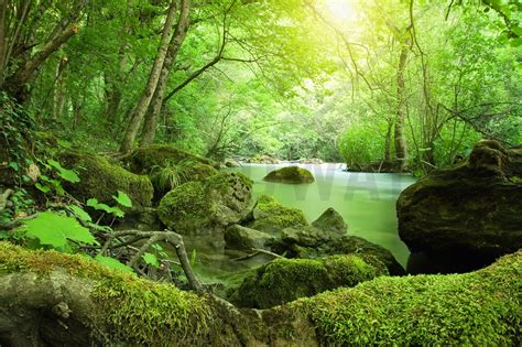 River in the Forest - Wall Mural & Photo Wallpaper - Photowall | Forest wall mural, Forest mural ...