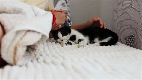 A Child Plays with a Kitten Sitting on a Large White Bed in the Bedroom Stock Video - Video of ...