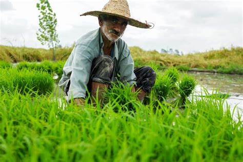 Premium Photo | Old farmer working on rice plantation