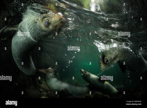 Group of seal pups playing hi-res stock photography and images - Alamy