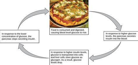 Homeostasis | OpenStax Biology 2e