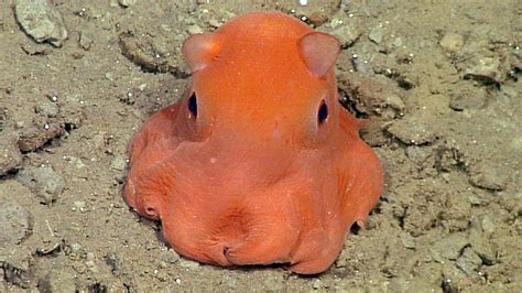 Tiny octopus so cute scientists want to name it 'adorabilis' - ABC News