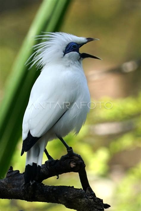 PENINGKATAN POPULASI BURUNG JALAK BALI | ANTARA Foto