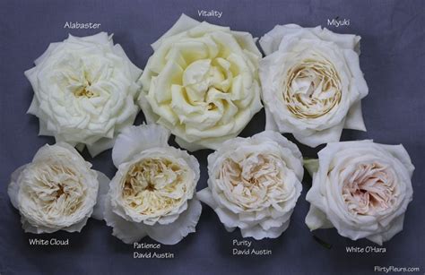 white garden roses varieties - Lakeisha Foret