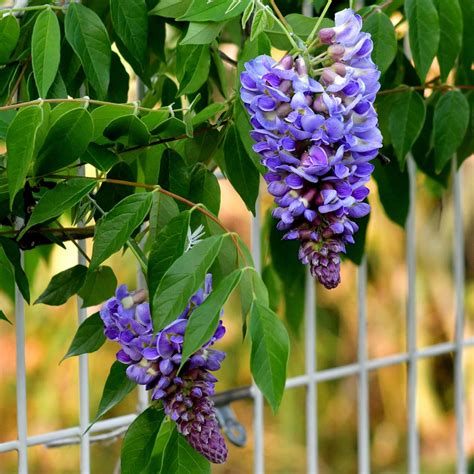 Blue Moon Wisteria Vine | ubicaciondepersonas.cdmx.gob.mx