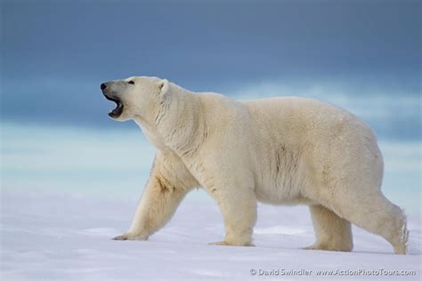 Photographing Polar Bears in Alaska - Part 1 : Action Photo Tours