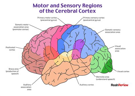 Motor and Sensory Regions of the Cerebral Cortex | Psychiatry, Nursing ...