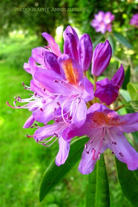 Rhododendron blossoms, summer light | Light summer, Rhododendron, Plants