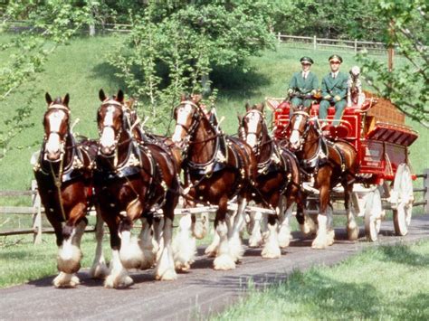 Budweiser Clydesdales To Be Showcased At 205th Topsfield Fair | Danvers ...