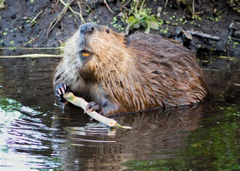 Hardworking beavers play a big role in history | Mississippi State University Extension Service