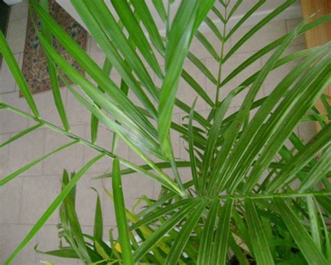 Bamboo Palm Plant Benefits - Air Quality Testing Experts