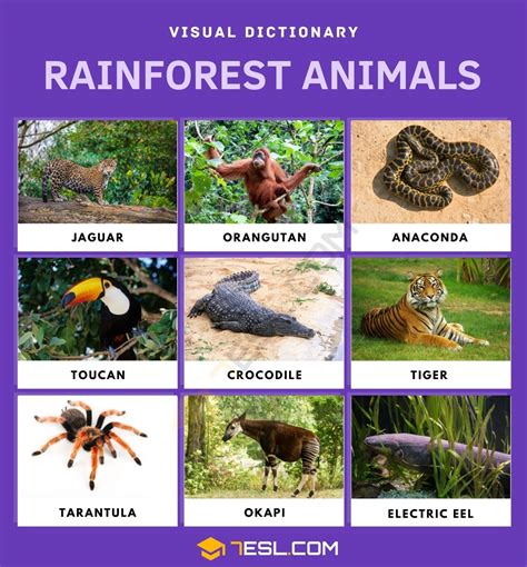 What Animals Live In The Different Layers Of The Amazon Rainforest - Printable Templates Protal