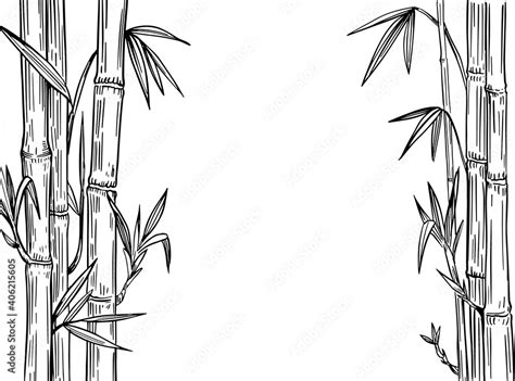 Bamboo plant. Black outline on transparent background. Hand drawn ...