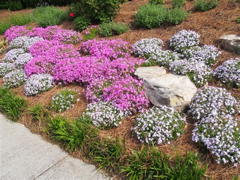 Creeping phlox (Phlox Subulata) ground cover for sunny dry hillside. Spring bloo - Traditional ...