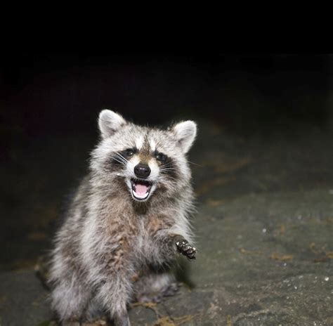 DIY Raccoon Removal Advice | Raccoon Removal Louisville