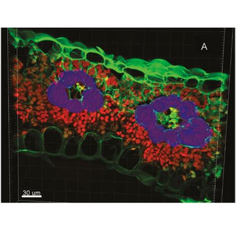 Bundle sheath chloroplast volume can house sufficient Rubisco to avoid limiting C4 ...