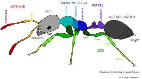 Ant Anatomy – The Myrmecologist