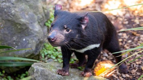 Tasmanian Devil | Endangered Australian Marsupial | Auckland Zoo