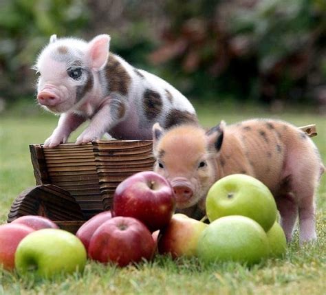 Miniature Pot Belly pigs – adorable and fun micro pigs pets