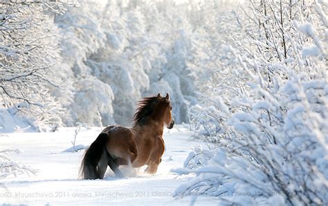 19 Magical Photos of Animals In Winter | Bored Panda