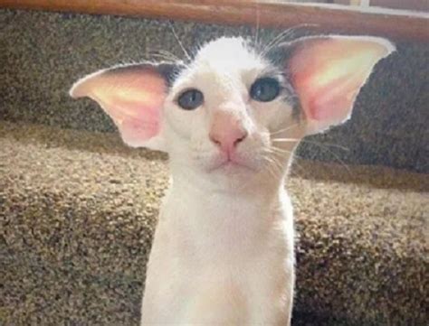 Ten of the Strangest, Funny and Most Unusual Cats Ears