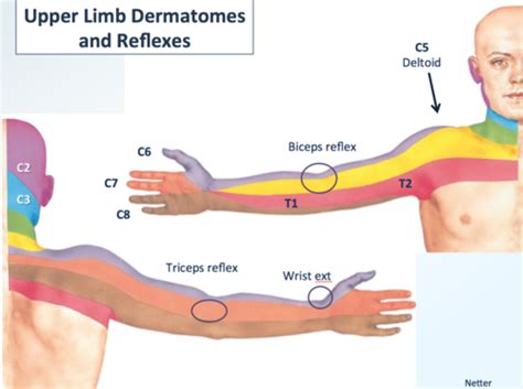 Dermatomes Netter