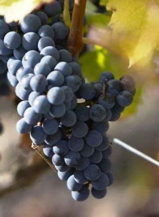 Cinsault Wine Grapes, Flavor, Character, Wine and Food Pairing Tips, History for the red wines ...