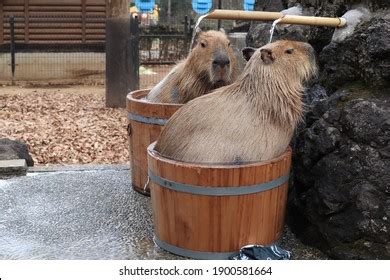 Capybara Hot Spring Stock Photo 1900581664 | Shutterstock