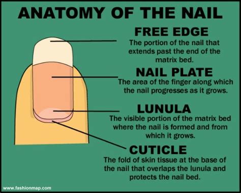 Rehab Your Nails: Anatomy of a Nail - Bee Polished