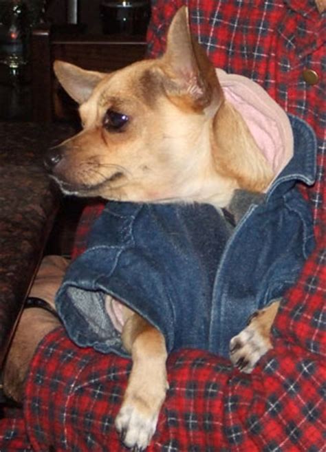 Chihuahua Clothes For Your Fashionable Little Dog - Chihuahua Clothes