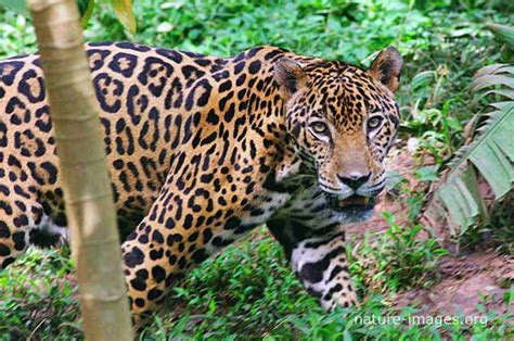 Jaguar hunting – Nature-images.org