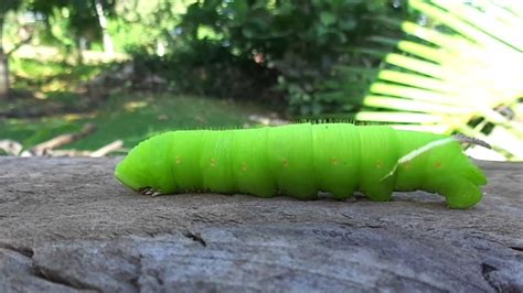 Cocytius antaeus (Giant sphinx moth , caterpillar.) - YouTube