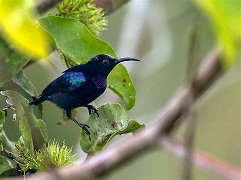 Black Sunbird - eBird