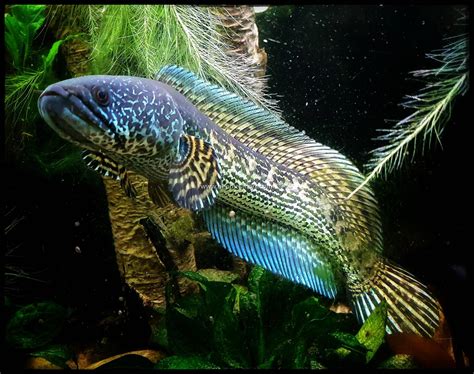 Channa Fish Malaysia for sale