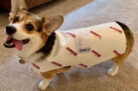 This Local Corgi Has The Best Halloween Costume Ever