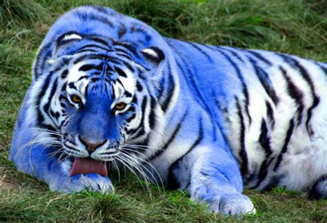 Blue Maltese Tiger | Rare animals, Animals beautiful, Wild cats