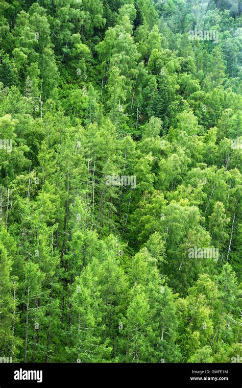 Sunlight in forest birch trees hi-res stock photography and images - Alamy