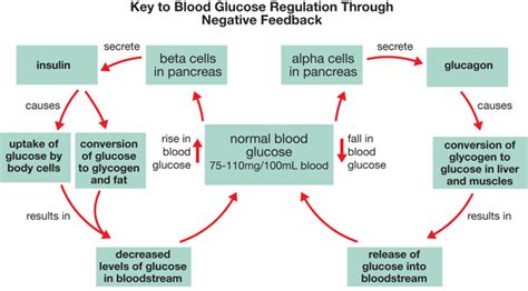 Glucose Feedback Loop Diagram