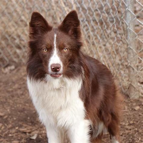 99+ Australian Shepherd Border Collie Mix Puppies For Sale Indiana ...