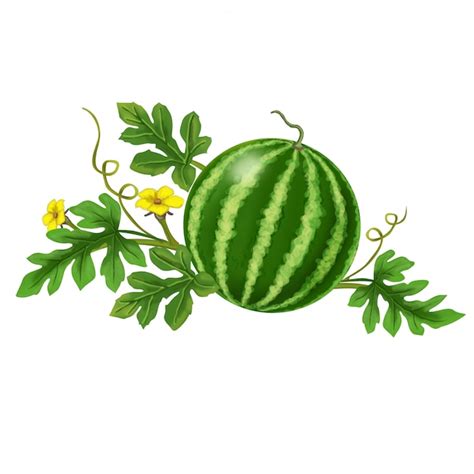 Aggregate more than 143 watermelon plant drawing best - vietkidsiq.edu.vn