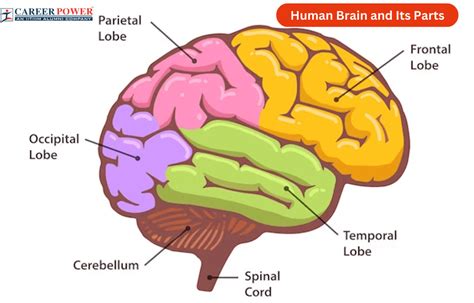 Human Brain Diagram, Parts and Functions